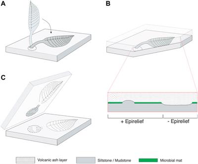 Charniodiscus and Arborea Are Separate Genera Within the Arboreomorpha: Using the Holotype of C. concentricus to Resolve a Taphonomic/Taxonomic Tangle